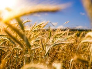 Abundance Golden Wheat Field